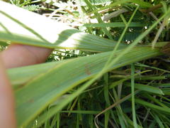 Gladiolus sericeovillosus