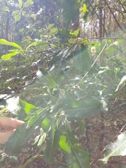 Acronychia littoralis