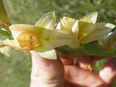 Gladiolus sericeovillosus