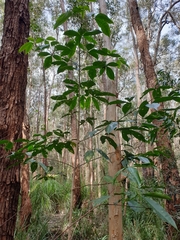 Melicope elleryana