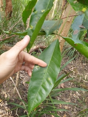 Melicope elleryana