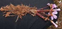 Oxalis psammophila