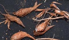 Oxalis psammophila