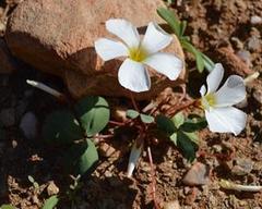 Oxalis psammophila
