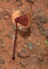 Oxalis psammophila