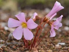 Oxalis psammophila