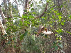 Cyclophyllum longipetalum