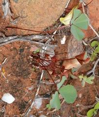 Oxalis psammophila