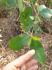 Cyclophyllum longipetalum
