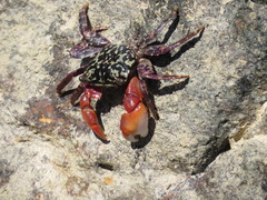 Metopograpsus