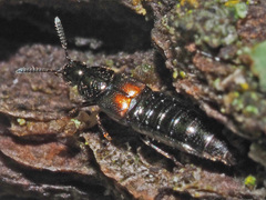 Aleochara bipustulata