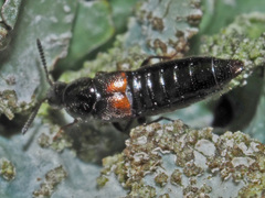 Aleochara bipustulata