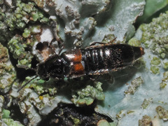 Aleochara bipustulata