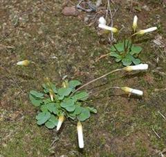 Oxalis dreyerae