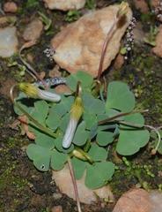 Oxalis dreyerae