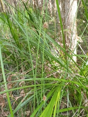 Chorizandra cymbaria