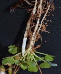 Oxalis dreyerae