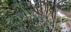 Terminalia arjuna