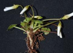 Oxalis dreyerae