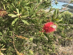 Melaleuca hemisticta