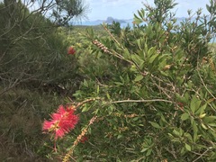 Melaleuca hemisticta