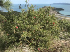 Melaleuca hemisticta