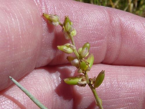 Triglochin bulbosa (Triglochin bulbosa)