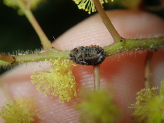 Icerya acaciae