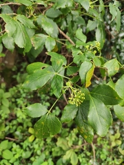 Eleutherococcus trifoliatus