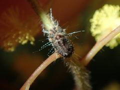 Icerya acaciae