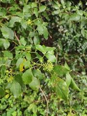 Eleutherococcus trifoliatus