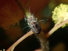 Icerya acaciae