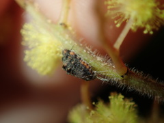 Icerya acaciae