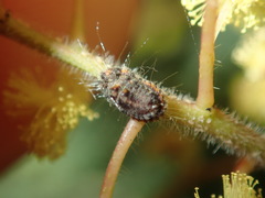 Icerya acaciae