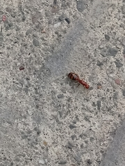Solenopsis geminata