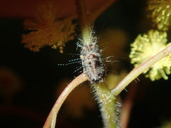 Icerya acaciae