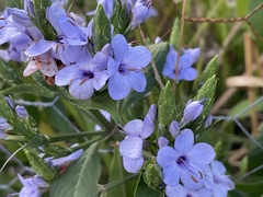 Eranthemum