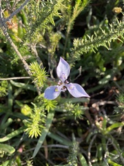 Moraea algoensis