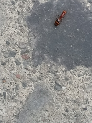 Solenopsis geminata