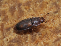Epuraea unicolor