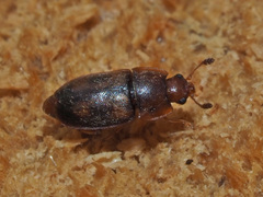 Epuraea unicolor