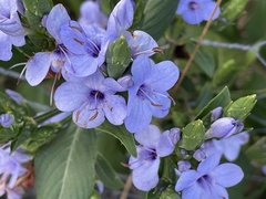 Eranthemum