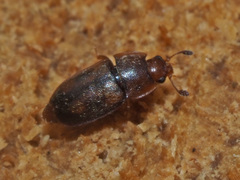 Epuraea unicolor