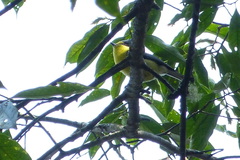 Machlolophus holsti