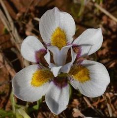 Moraea falcifolia