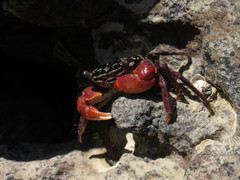 Metopograpsus