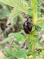 Carabidae