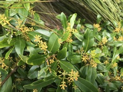 Alyxia spicata