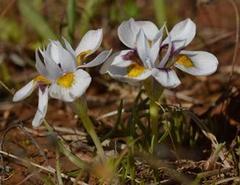 Moraea falcifolia