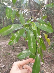Acronychia littoralis